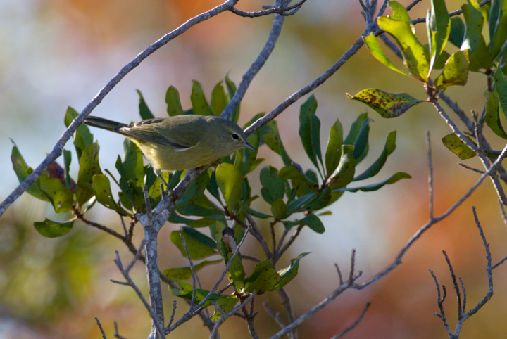 An Orange-crowned Warbler in Bayside Campground, Assateague Island, Maryland (10/16/2011). Photo by Bill Hubick.