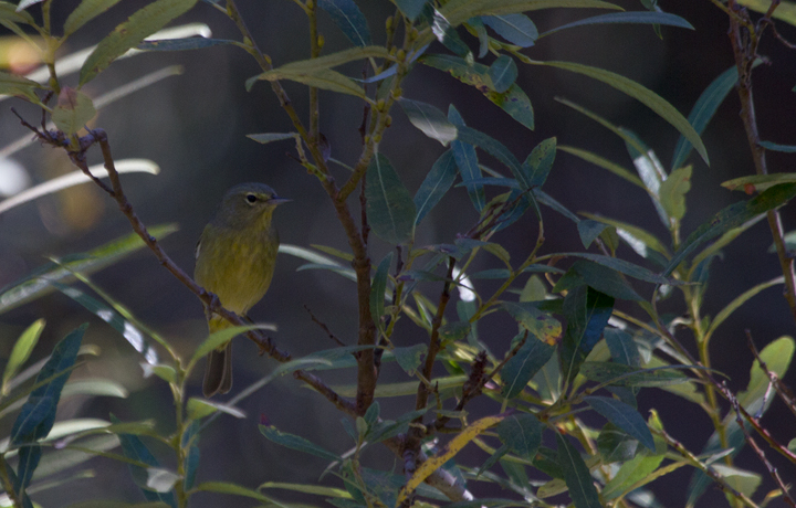 The non-migratory "Dusky" subspecies of Orange-crowned Warbler (<em>O. c. sordida</em>) found on the Channel Islands and adjacent mainland - photographed near Prisoners Harbor, California (10/2/2011). Photo by Bill Hubick.