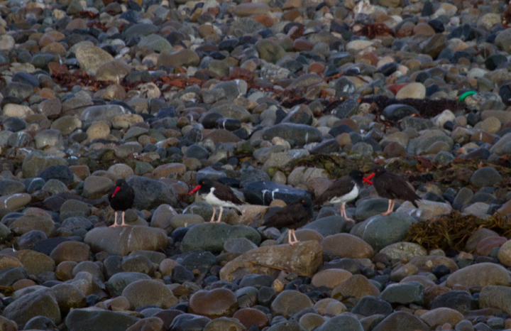 American-type Oystercatchers among Black Oystercatchers in San Diego Harbor at dawn. One of the three American-types might fall within range of a "pure" American, but the other two show more signs of hybridization. Photo by Bill Hubick.