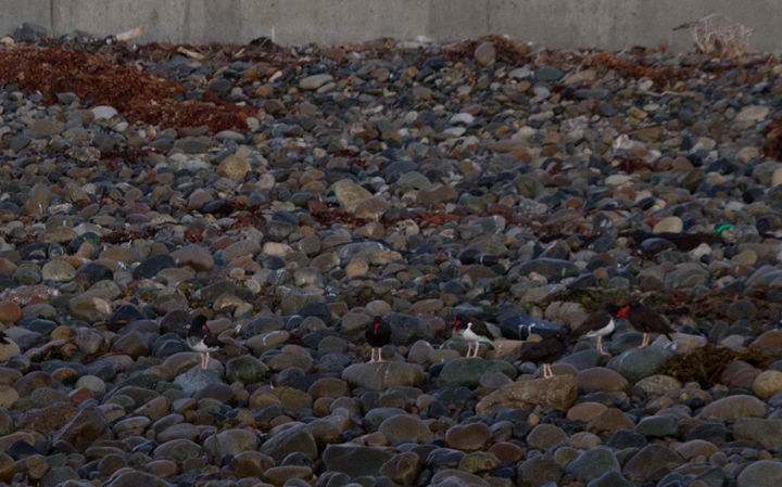 American-type Oystercatchers among Black Oystercatchers in San Diego Harbor at dawn. One of the three American-types might fall within range of a "pure" American, but the other two show more signs of hybridization. Photo by Bill Hubick.