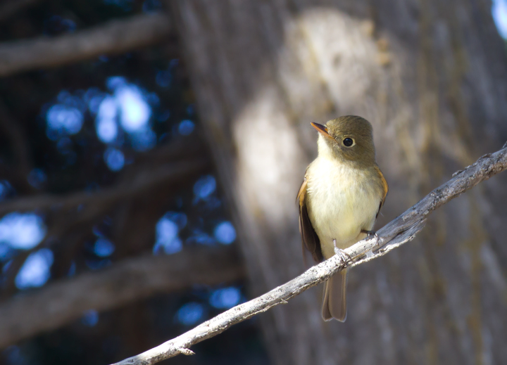 A Pacific-slope Flycatcher at Cabrillo NM, California (10/7/2011). Photo by Bill Hubick.