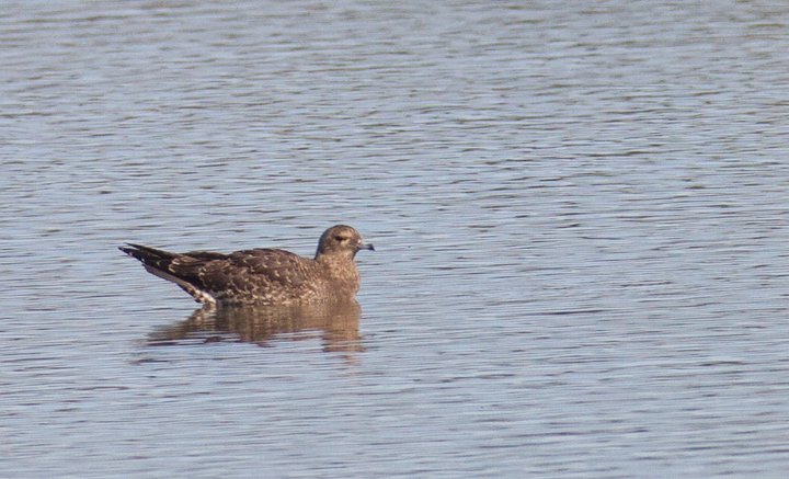 An unexpected Parasitic Jaeger roosting at Bolsa Chica, California (10/6/2011). Photo by Bill Hubick.