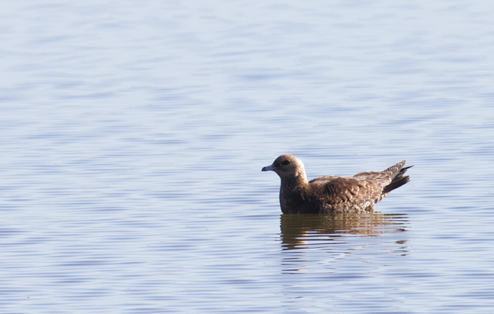 An unexpected Parasitic Jaeger roosting at Bolsa Chica, California (10/6/2011). Photo by Bill Hubick.