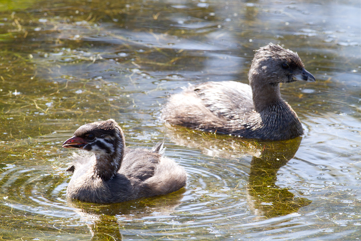 An immature Pied-billed Grebe with older bird at Malibu Lagoon, California (9/30/2011). Photo by Bill Hubick.