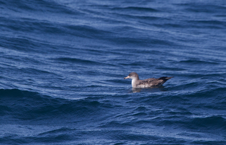 A Pink-footed Shearwater near the Channel Islands off Santa Barbara, California (10/1/2011). Photo by Bill Hubick.
