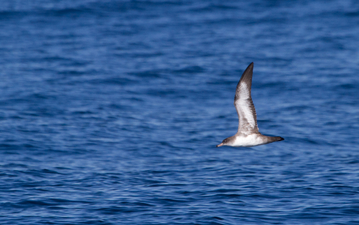 Pink-footed Shearwaters off San Diego Co., California (10/8/2011). Photo by Bill Hubick.