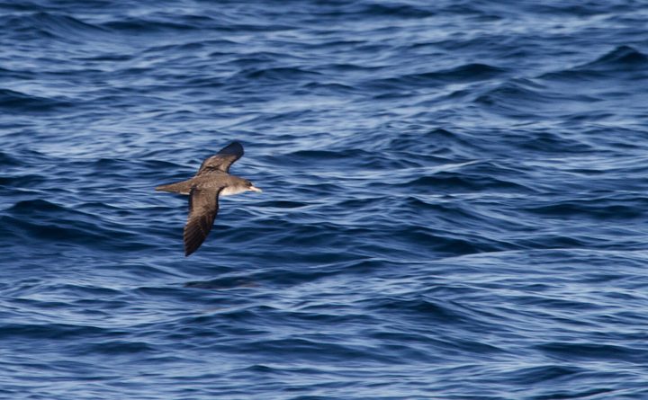 Pink-footed Shearwaters off San Diego Co., California (10/8/2011). Photo by Bill Hubick.