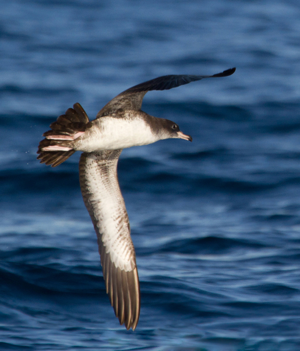 Pink-footed Shearwaters off San Diego Co., California (10/8/2011). Photo by Bill Hubick.