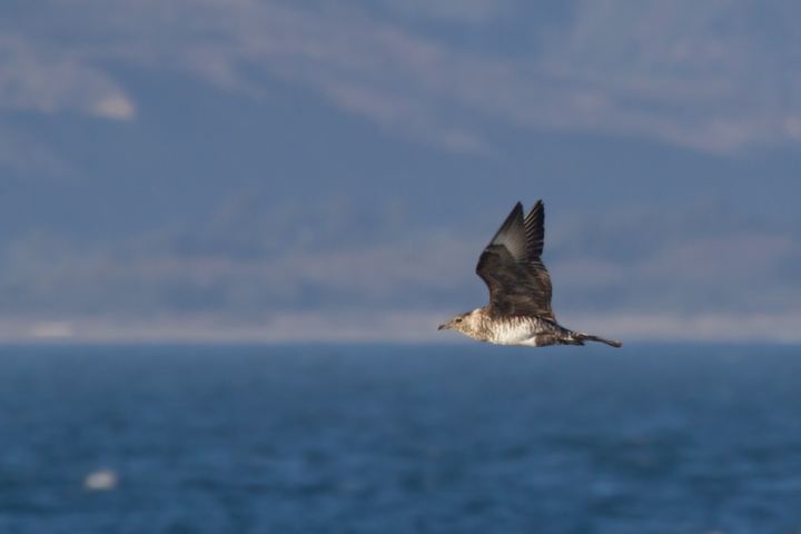 A Pomarine Jaeger off Santa Barbara, California (10/1/2011). Photo by Bill Hubick.