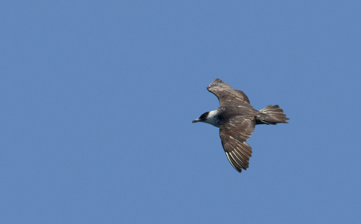 Some of the 100+ Pomarine Jaegers we thoroughly enjoyed off San Diego, California on 10/8/2011. Photo by Bill Hubick.