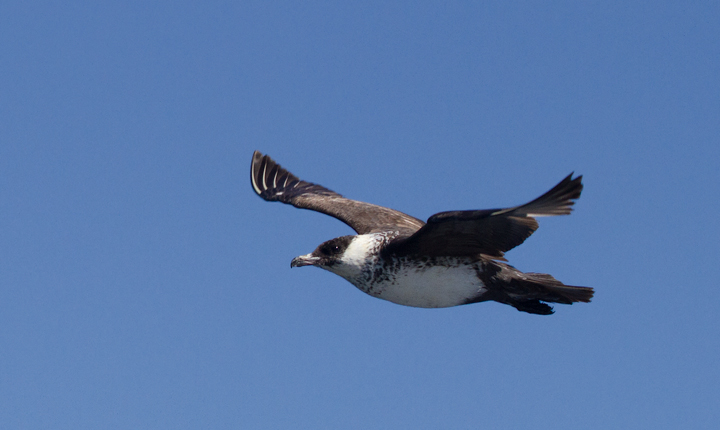 Some of the 100+ Pomarine Jaegers we thoroughly enjoyed off San Diego, California on 10/8/2011. Photo by Bill Hubick.