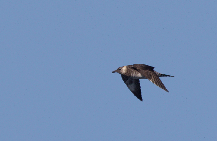 Some of the 100+ Pomarine Jaegers we thoroughly enjoyed off San Diego, California on 10/8/2011. Photo by Bill Hubick.