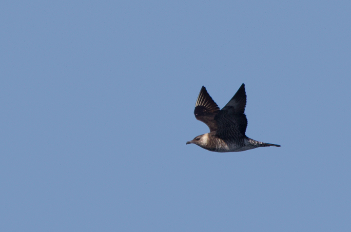 Some of the 100+ Pomarine Jaegers we thoroughly enjoyed off San Diego, California on 10/8/2011. Photo by Bill Hubick.