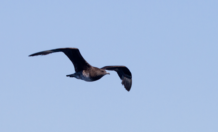 Some of the 100+ Pomarine Jaegers we thoroughly enjoyed off San Diego, California on 10/8/2011. Photo by Bill Hubick.