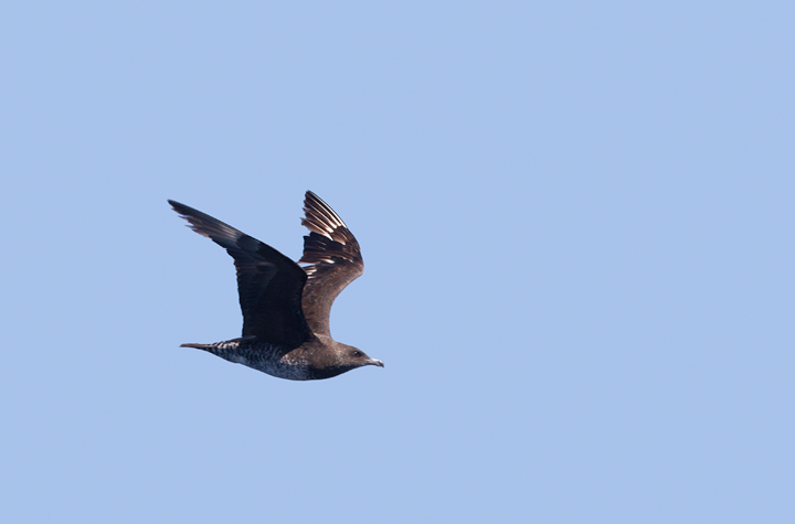 Some of the 100+ Pomarine Jaegers we thoroughly enjoyed off San Diego, California on 10/8/2011. Photo by Bill Hubick.