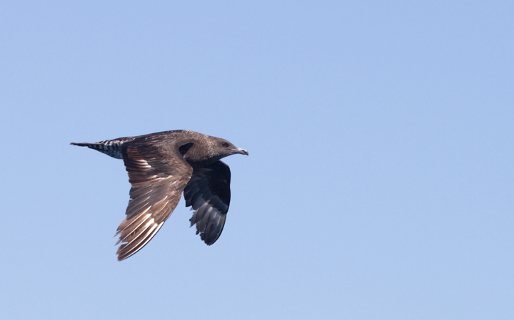 Some of the 100+ Pomarine Jaegers we thoroughly enjoyed off San Diego, California on 10/8/2011. Photo by Bill Hubick.