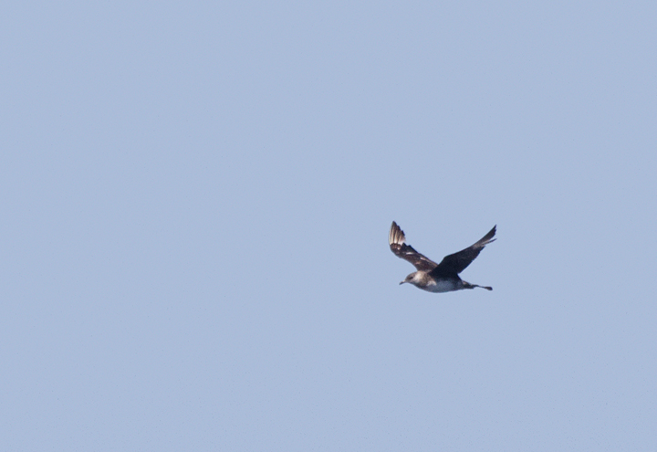 Some of the 100+ Pomarine Jaegers we thoroughly enjoyed off San Diego, California on 10/8/2011. Photo by Bill Hubick.