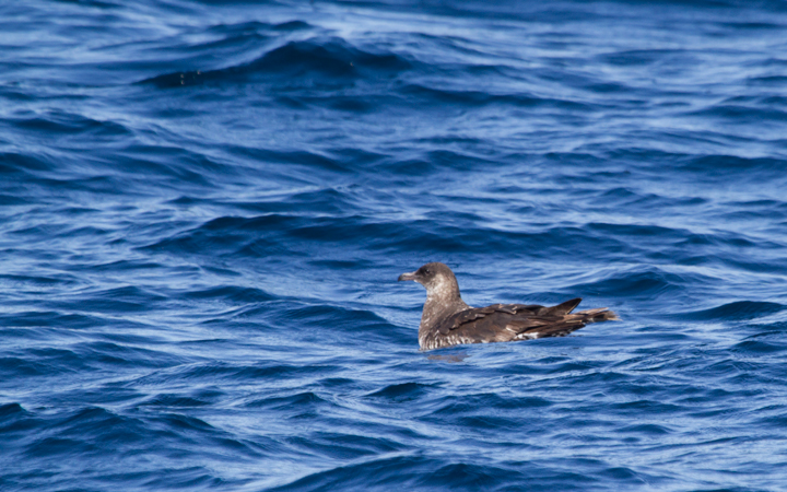 Some of the 100+ Pomarine Jaegers we thoroughly enjoyed off San Diego, California on 10/8/2011. Photo by Bill Hubick.