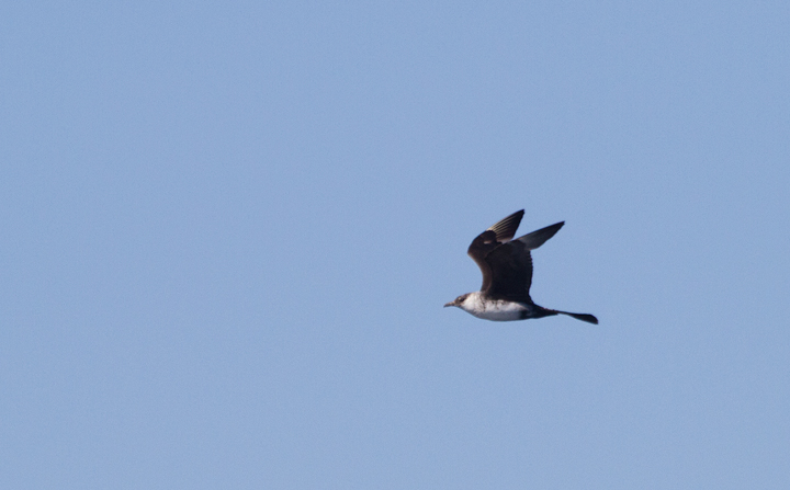 Some of the 100+ Pomarine Jaegers we thoroughly enjoyed off San Diego, California on 10/8/2011. Photo by Bill Hubick.