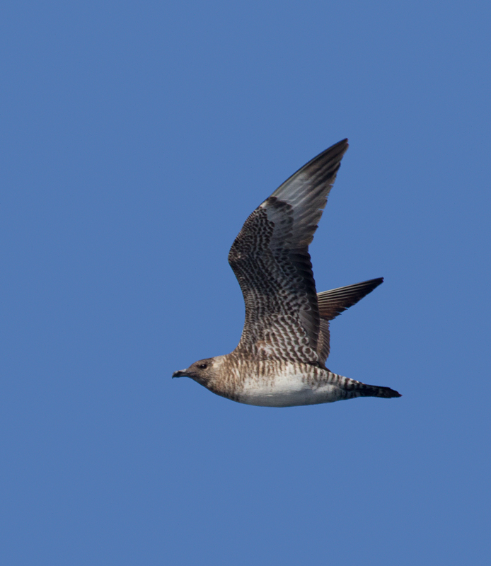 Some of the 100+ Pomarine Jaegers we thoroughly enjoyed off San Diego, California on 10/8/2011. Photo by Bill Hubick.