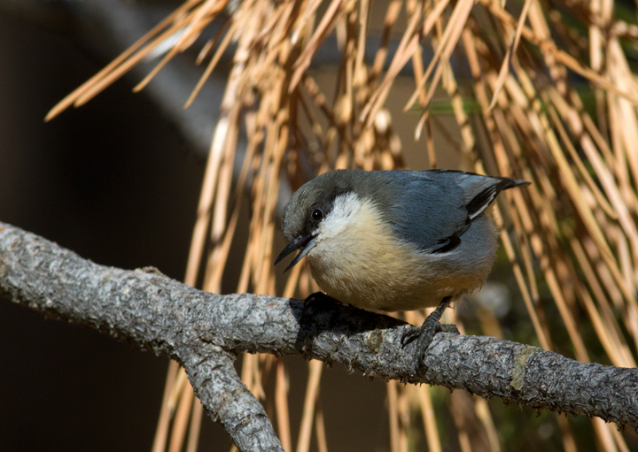 A Pygmy Nuthatch near McGill Campground, California (10/1/2011). Photo by Bill Hubick.