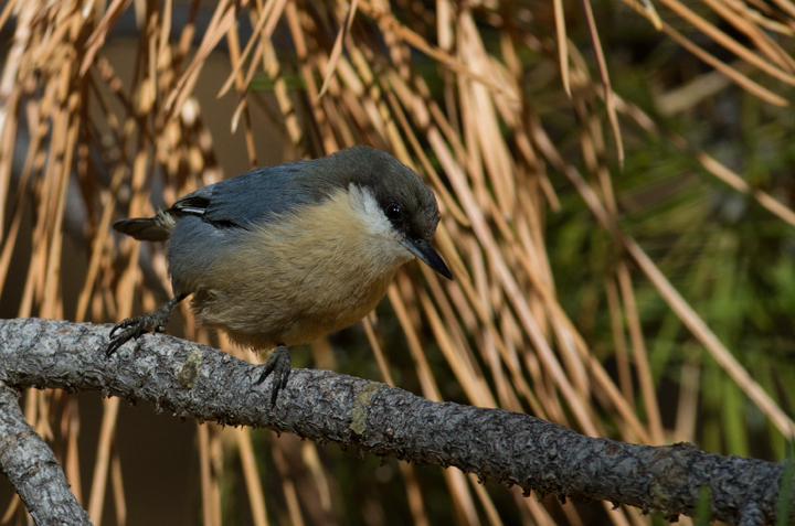 A Pygmy Nuthatch near McGill Campground, California (10/1/2011). Photo by Bill Hubick.