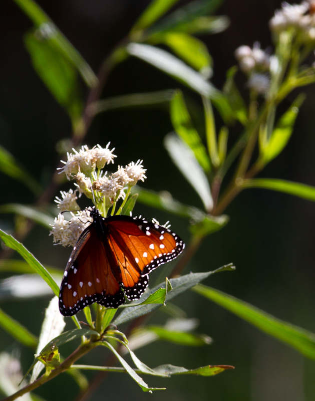 This Queen, related to the Monarch, was a butterfly highlight at Malibu Lagoon, California (9/30/2011). Photo by Bill Hubick.