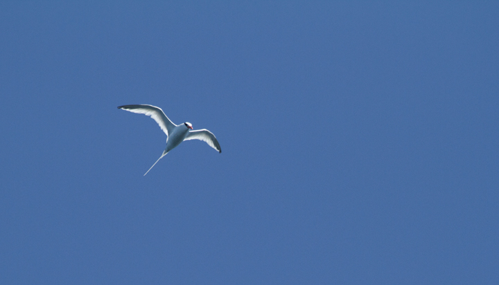 A Red-billed Tropicbird was an excellent highlight on a 10/8/11 pelagic out of San Diego. Photo by Bill Hubick.