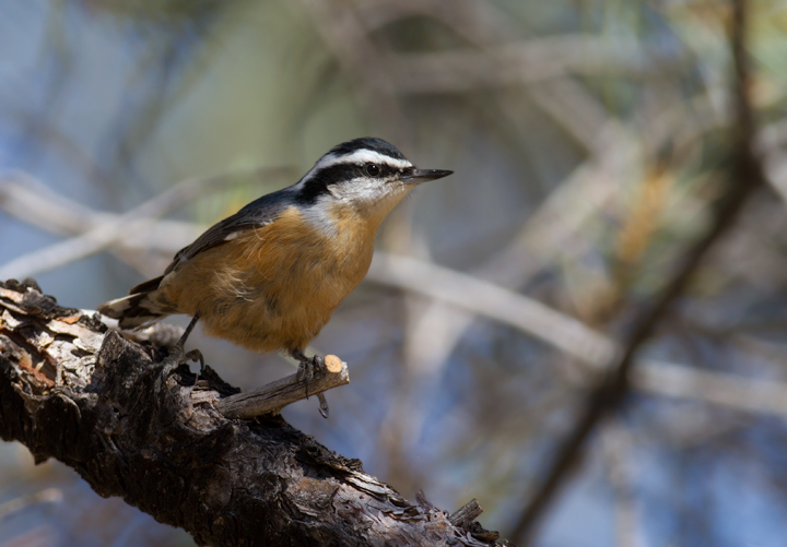 A Red-breasted Nuthatch near Mt. Pinos, California (9/30/2011). Photo by Bill Hubick.