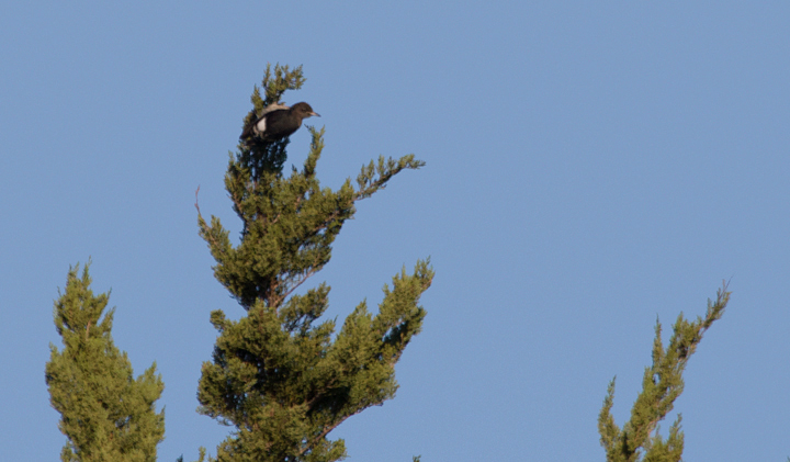 A juvenile Red-headed Woodpecker on Assateague Island, Maryland (10/16/2011). Photo by Bill Hubick.