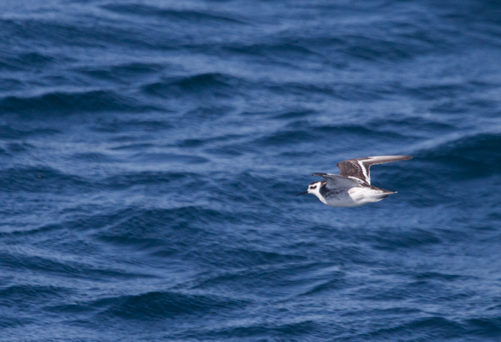 A Red-necked Phalarope in Santa Barbara Co., California (10/2/2011). Photo by Bill Hubick.