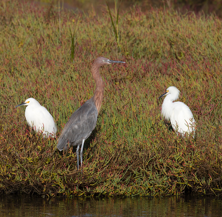 One of three Reddish Egrets at Bolsa Chica, California (10/6/2011). Photo by Bill Hubick.