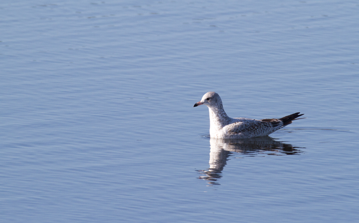 A first-cycle Ring-billed Gull at Bolsa Chica, California (10/6/2011). Photo by Bill Hubick.