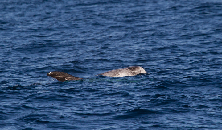 Risso's Dolphins off San Diego, California (10/8/2011). Photo by Bill Hubick.