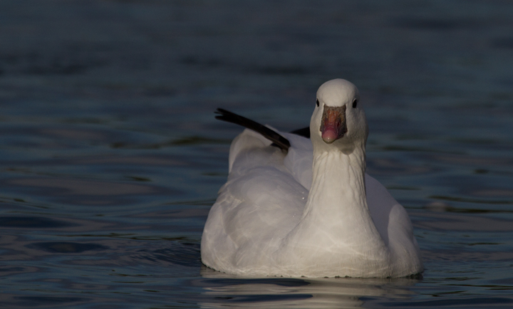 A Ross's Goose at Apollo Park, California (10/4/2011). Photo by Bill Hubick.