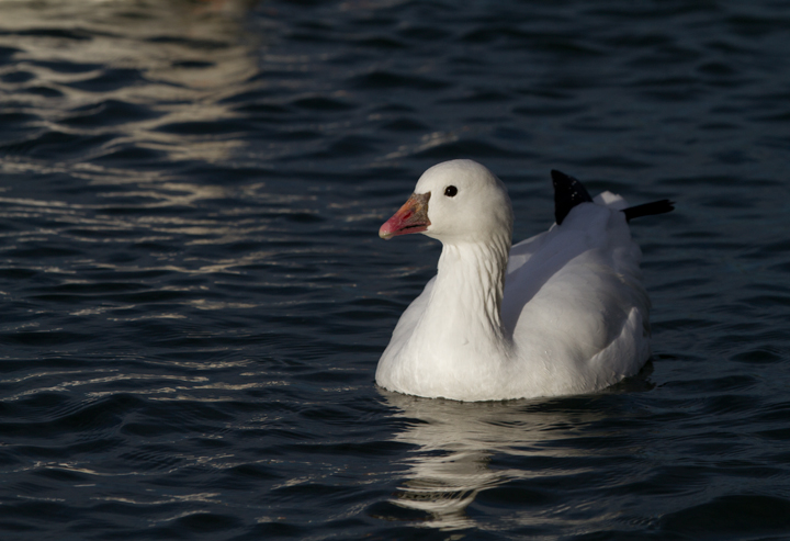 A Ross's Goose at Apollo Park, California (10/4/2011). Photo by Bill Hubick.