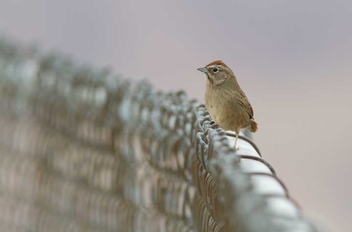 A Rufous-crowned Sparrow near Lake Piru, California (10/4/2011). Photo by Bill Hubick.