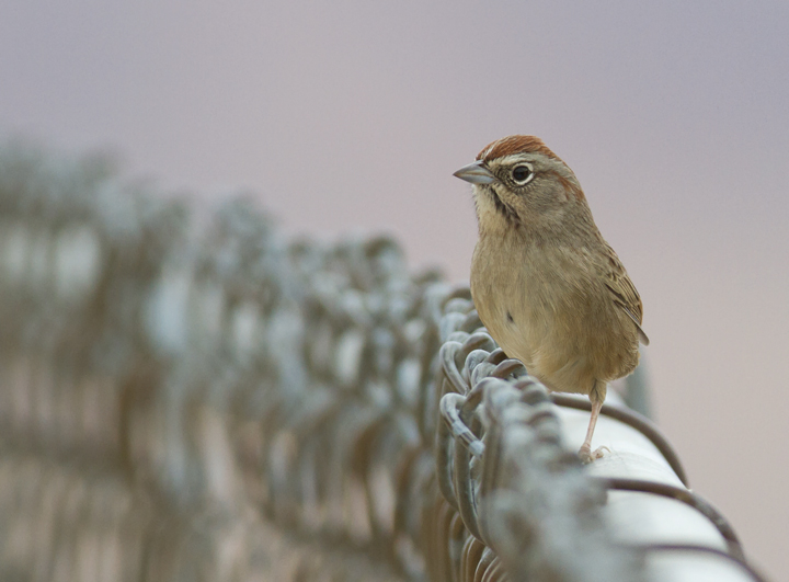 A Rufous-crowned Sparrow near Lake Piru, California (10/4/2011). Photo by Bill Hubick.