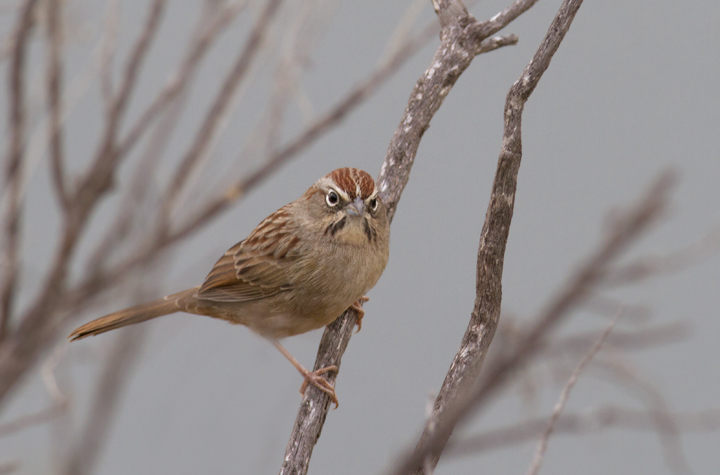 A Rufous-crowned Sparrow near Lake Piru, California (10/4/2011). Photo by Bill Hubick.