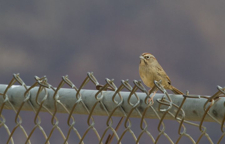 A Rufous-crowned Sparrow near Lake Piru, California (10/4/2011 Photo by Bill Hubick.