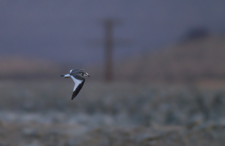 A juvenile Sabine's Gull visiting a desert oasis near Mojave, California (10/4 and 10/5/2011) Photo by Bill Hubick.