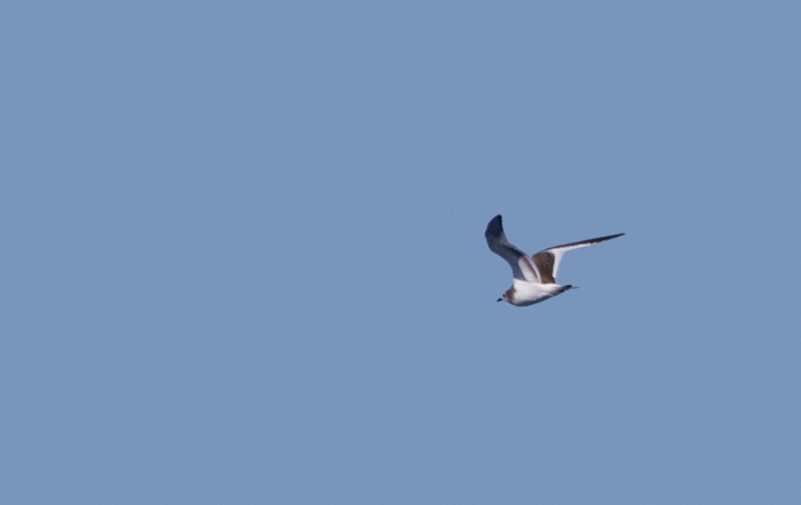 A juvenile Sabine's Gull off San Diego, California (10/8/2011). Photo by Bill Hubick.