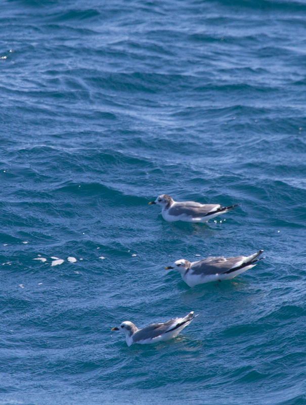 Sabine's Gulls offshore near the Channel Islands in Santa Barbara Co., California (10/1/2011). Photo by Bill Hubick.