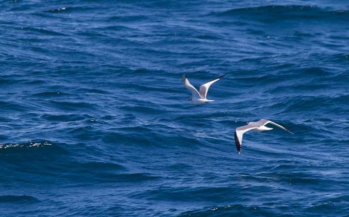 Sabine's Gulls offshore near the Channel Islands in Santa Barbara Co., California (10/1/2011). Photo by Bill Hubick.