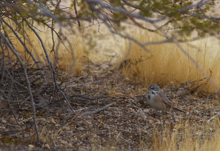 Sage Sparrows (<em>canescens</em>) at Galileo Hill, California (10/5/2011). Photo by Bill Hubick.