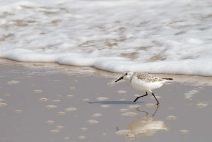 A Sanderling on Assateague Island, Maryland (10/16/2011). Photo by Bill Hubick.