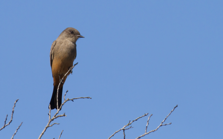 A Say's Phoebe at Cabrillo NM, California (10/7/2011). Photo by Bill Hubick.