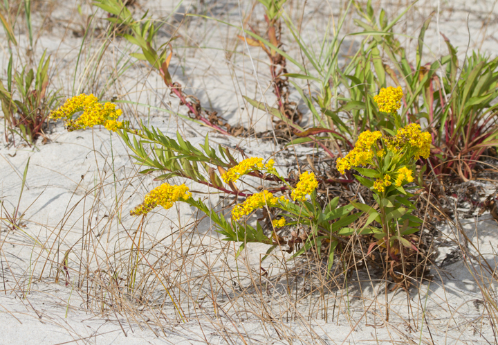 Seaside Goldenrod (<em>Solidago sempervirens</em>) on Assateague Island, Maryland (10/22/2011). Photo by Bill Hubick.