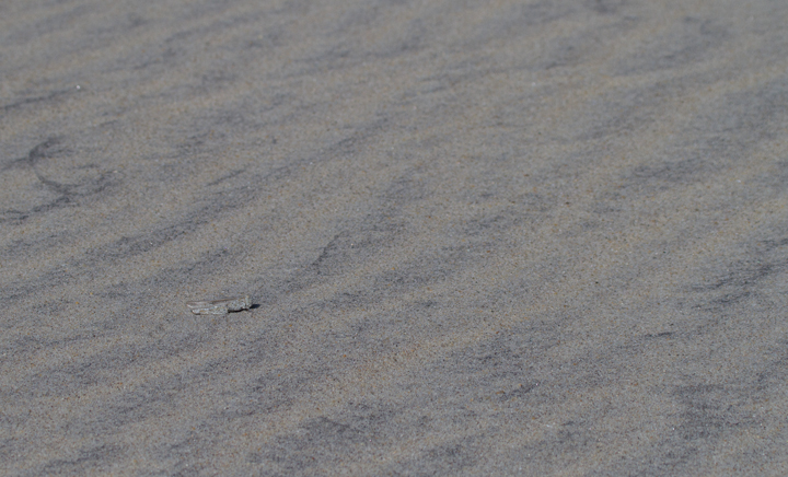 A Seaside Grasshopper (<em>Trimerotropis maritima</em>) blends in perfectly in the dunes on Assateague Island, Maryland (10/22/2011).  Photo by Bill Hubick.