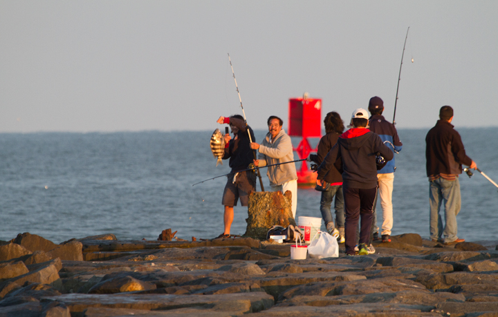 Fishermen haul out a Sheepshead at the Ocean City Inlet, Maryland (10/22/2011). Photo by Bill Hubick.